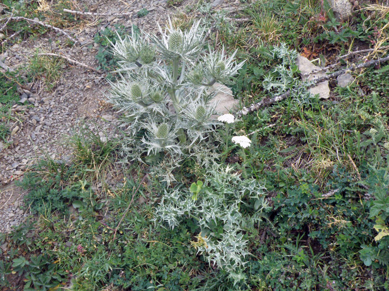 Eryngium spinalba - Calcatreppola spina-argentata